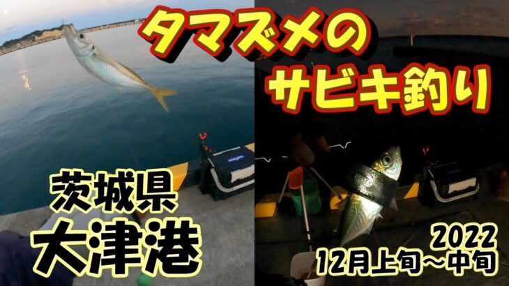 茨城県　大津港　サビキ釣り　12月上旬～中旬　2日分　夕マズメ　2022　あまり釣れなかったのでまとめました