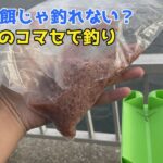 少ない餌じゃ釣れない？150gのコマセで釣り