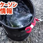 サビキ釣りは16時から狙う！そしたら入れ食い( *´艸｀)　フィッシングマックス芦屋店