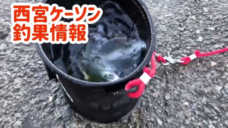 サビキ釣りは16時から狙う！そしたら入れ食い( *´艸｀)　フィッシングマックス芦屋店