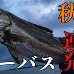 秋爆⁉︎入れ食いの2桁キャッチ！【シーバス】