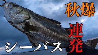 秋爆⁉︎入れ食いの2桁キャッチ！【シーバス】