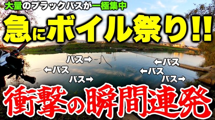 【ボイル撃ち】20匹のブラックバスが在来種を一斉に食い荒らす瞬間【バス釣り】