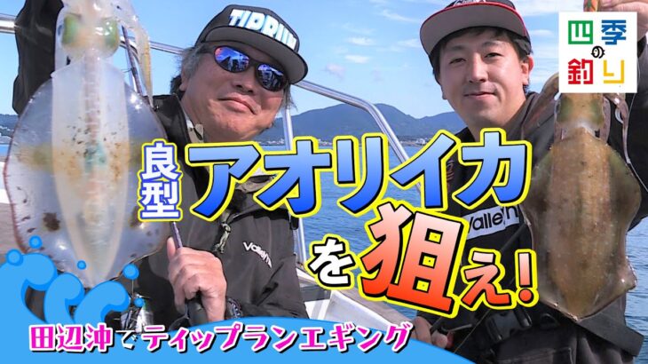 田辺沖でティップランエギング　良型アオリイカを狙え！（四季の釣り/2022年11月18日放送）