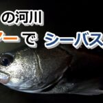 晩秋の河川 ルアーでシーバス釣り【2022年11月19日】