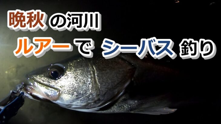 晩秋の河川 ルアーでシーバス釣り【2022年11月19日】