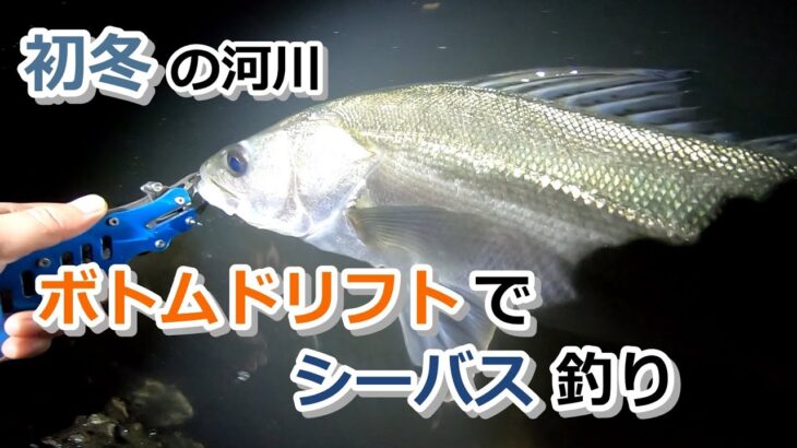 初冬の河川　ボトムドリフトでシーバス釣り【2022年12月4日】