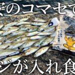 投げサビキ釣りで良型のアジが入れ食い！アタリが止まらない230円の激安アジ専用コマセを紹介します