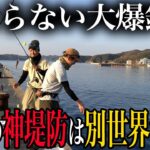 ちょっと変な大人4名が夢の島でやりたい放題。サビキに泳がせ…欲張りフルコースで大満足だった件。【2022対馬遠征Part1:神堤防はお魚天国編】