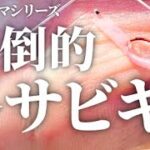 冬でも圧倒的釣果のサビキとコマセの秘密【お魚ドラマシリーズ5話目】