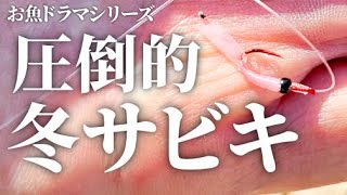 冬でも圧倒的釣果のサビキとコマセの秘密【お魚ドラマシリーズ5話目】