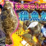 【ヒラメ釣り】朝にヒラメを釣った後、5500匹のヒラメを放流してきました。