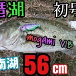 南湖56㎝！オカッパリ冬のビッグバスをモガミバイブキャベツ逃げちゃダメだ！初号機で釣る！【琵琶湖バス釣り】