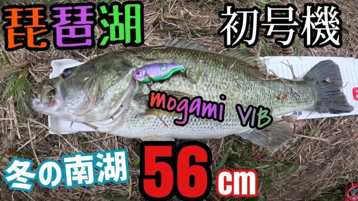 南湖56㎝！オカッパリ冬のビッグバスをモガミバイブキャベツ逃げちゃダメだ！初号機で釣る！【琵琶湖バス釣り】