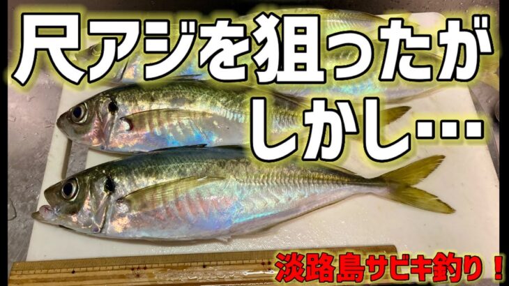 尺アジを狙って淡路島でサビキ釣り！まさかのノマセでヒラメ60センチ！？【淡路島釣り】