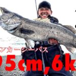 【衝撃】西湘サーフでこのサイズ、、95cm,6kgの大型シーバスキャッチ！#SHIMANO #NESSA #シーバス #ヒラメ #レビュー #黒田寛亮 #釣り #サーフ #熱砂 #SpinBeam