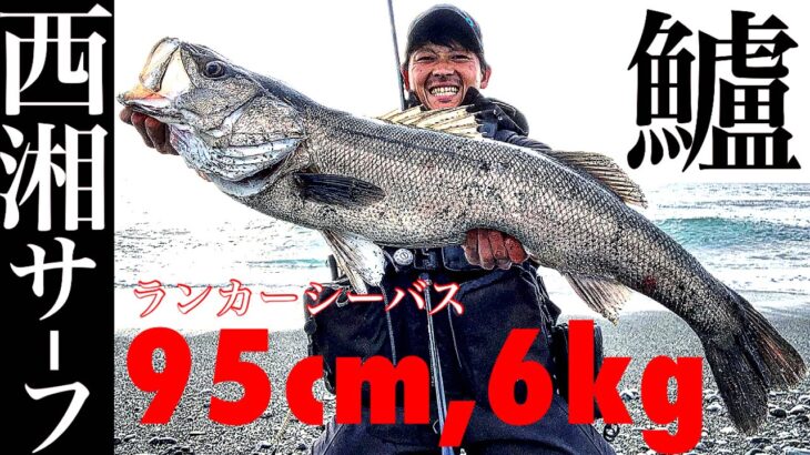 【衝撃】西湘サーフでこのサイズ、、95cm,6kgの大型シーバスキャッチ！#SHIMANO #NESSA #シーバス #ヒラメ #レビュー #黒田寛亮 #釣り #サーフ #熱砂 #SpinBeam