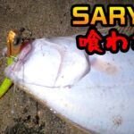 【日立サーフ】ADUSTA SARYUに寒ヒラメが喰いついた