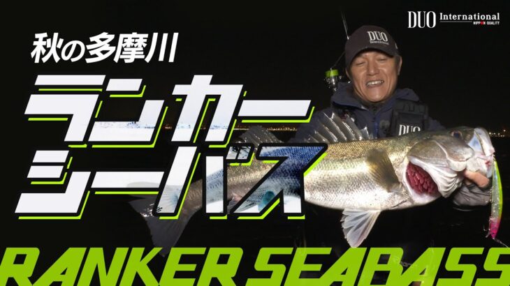 【シーバス】秋の多摩川でランカーシーバスを狙う【FISHING DOOR】