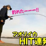 【エギング】気持ちいいHIT 連発～!! 誘い方から釣れるまでノーカットで… (アオリイカ)