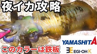 【エギング】釣れ続ける鉄板エギで良型アオリイカが釣れた！（冬開幕）（エギ王K）