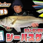 スプラッシャー で狙う湘南シーバス　NEW COLOR MODEL編