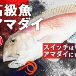 【ビンビンスイッチ】で高級魚アマダイを狙う！！｜USHIO船　杉山代悟　石川文菜