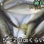 【神戸空港】年の瀬でもサビキ釣り！fishingmax神戸ハーバー店2022/12/20