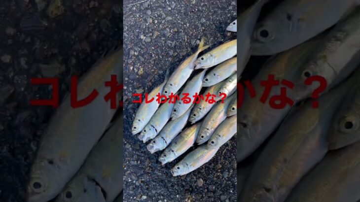 アジに紛れてる魚#shorts #アジ #サビキ釣り