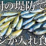 【昼間からサビキでアジが入れ食い！】回遊魚が沸き上がる堤防の魚影がヤバすぎました