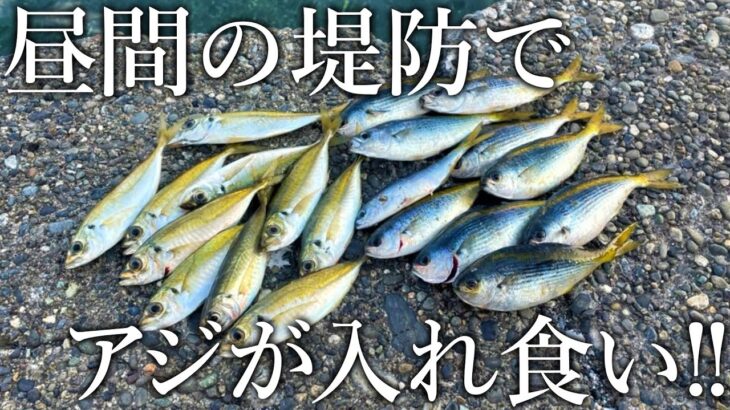 【昼間からサビキでアジが入れ食い！】回遊魚が沸き上がる堤防の魚影がヤバすぎました