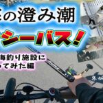 向寒の澄み潮デイシーバス！ – 激シブの海釣り施設に３日間通ってみた編 – 若洲海浜公園