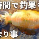 【エギング】釣れないと困っている方へ