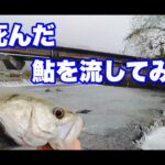 【シーバス】ビックベイトで釣り尽くしたポイントへ死んだ鮎を流すと、、