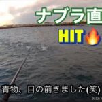 【浜名湖】海釣り公園 ナブラ ボイル 青物 ヒラスズキ シーバス バラシ 激アツ 毎回このタイミングで回遊