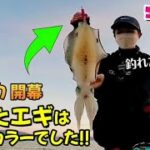 【エギング】冬の堤防でアオリイカが釣れたー!!