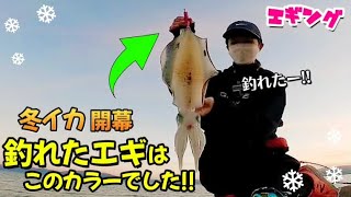 【エギング】冬の堤防でアオリイカが釣れたー!!