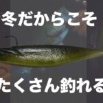 【速報】冬は釣れないは嘘！３０分で４匹釣れたのでシェアします【琵琶湖バス釣り】