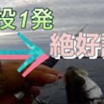 【浜名湖 遠州灘】高活性 絶好調 ライト ルアー 釣り シーバス ヒラセイゴ メッキ 爆釣