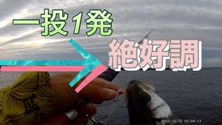 【浜名湖 遠州灘】高活性 絶好調 ライト ルアー 釣り シーバス ヒラセイゴ メッキ 爆釣