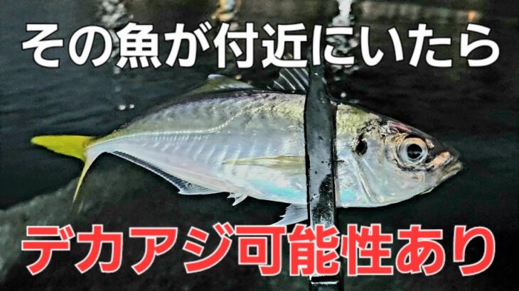 【デカアジ狙い】アジング中にこの魚がいると尺アジがいる可能性が。。