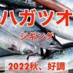 【爆釣】食わせる間をつくれ！ハガツオジギング。高知県