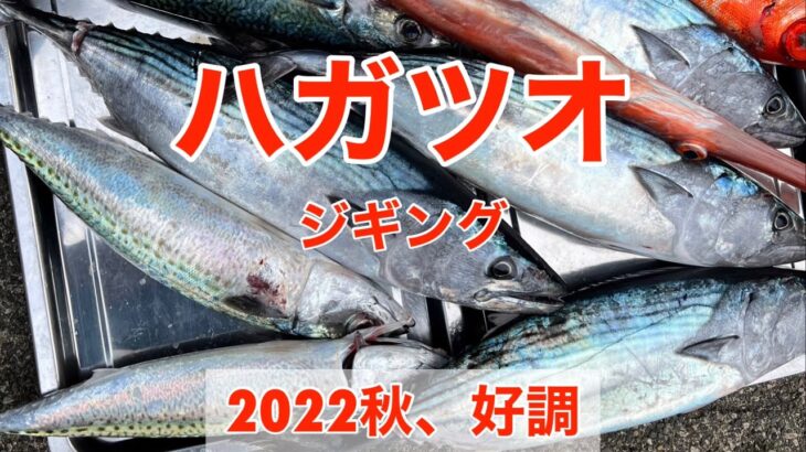 【爆釣】食わせる間をつくれ！ハガツオジギング。高知県