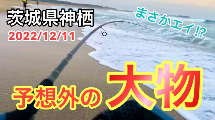 【茨城県神栖サーフ】ヒラメを狙っていたら食べても美味しい予想外の大物を釣ってしまいました