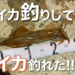 【初心者豆イカ釣り】イカを狙って積丹方面へ夜釣りに行ってきました。