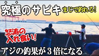 黄金アジの釣果が３倍になるサビキ釣法！サビキ釣りで怒涛の入れ食い！エサ無しサビキでまさかの多点掛け連発！？