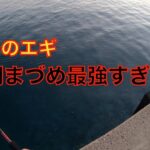 【冬エギング】新しい竿を買ったので墨付けしてきました！やっぱあのエギは期待を裏切りません！【海釣り】