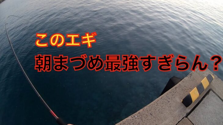 【冬エギング】新しい竿を買ったので墨付けしてきました！やっぱあのエギは期待を裏切りません！【海釣り】