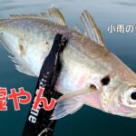 【アジング】油断禁物デイアジング。まさかの所でデカアジが喰いあげてきた。。