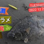 【鹿島灘サーフ】ヒラメ連発！久々のレギュラーサイズが来た🎣